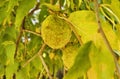 Yellow fruits of osage orange plant