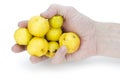 Yellow fruits of a quince in hand Royalty Free Stock Photo