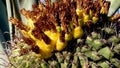 Yellow fruits with seeds on top of a large candy barrel cactus Ferocactus wislizeni, Cactaceae. Arizona, USA