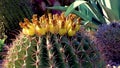 Yellow fruits with seeds on top of a large candy barrel cactus Ferocactus wislizeni, Cactaceae. Arizona, USA