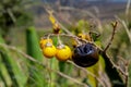 Yellow fruits, small round tomatoes