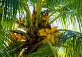 Yellow fruity palm tree top Royalty Free Stock Photo