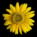 Yellow full bloomed sunflower isolated on black background