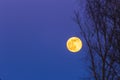 Yellow fullmoon in the blue sky astronomy telephoto