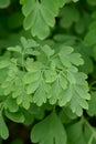 Yellow fumitory corydalis Pseudofumaria lutea, fern-like, fresh green, divided leaves