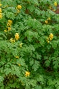 Yellow fumitory corydalis Pseudofumaria lutea, growing on a wall