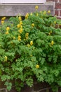 Yellow fumitory corydalis Pseudofumaria lutea, wall plant with yellow flowers