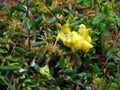 Yellow fungal fruiting bodies in green plants , Lithuania