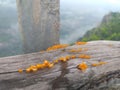Yellow fungi wood in montain peak Royalty Free Stock Photo