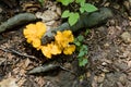 Yellow Fungus Royalty Free Stock Photo