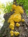 Yellow fungus Royalty Free Stock Photo