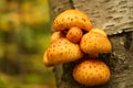 Yellow Fungus Royalty Free Stock Photo