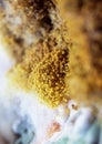 Yellow fungus close-up. Moldy fungus on food. Fluffy spores mold as a background or texture Royalty Free Stock Photo