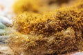 Yellow fungus close-up. Moldy fungus on food. Fluffy spores mold as a background or texture Royalty Free Stock Photo