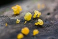 Yellow fungus on dry wood in the forest Royalty Free Stock Photo