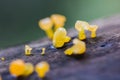 Yellow fungus on dry wood in the forest Royalty Free Stock Photo