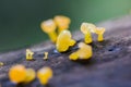 Yellow fungus on dry wood in the forest Royalty Free Stock Photo