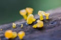 Yellow fungus on dry wood in the forest Royalty Free Stock Photo