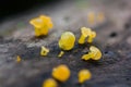 Yellow fungus on dry wood in the forest Royalty Free Stock Photo