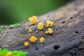 Yellow fungus on dry wood in the forest Royalty Free Stock Photo