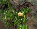 Yellow Fungus with Moss on Fallen Tree Royalty Free Stock Photo