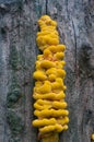 Yellow fungus parasite Royalty Free Stock Photo