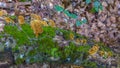 Yellow fungus on rotten log Royalty Free Stock Photo