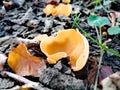 Yellow fungus in the wood Royalty Free Stock Photo