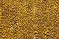 Yellow fungus on the wooden board. Royalty Free Stock Photo