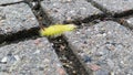 Yellow furry caterpillar
