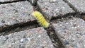 Yellow furry caterpillar