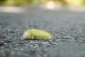 Yellow furry caterpillar crawls on grey asphalt