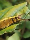 Yellow furry caterpillar lay down after lunch