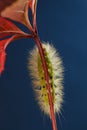 Yellow furry caterpillar under red leaf Royalty Free Stock Photo