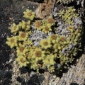 Yellow furry flowers photographed high up in the Himalayas