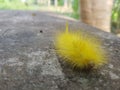 Yellow furry slug