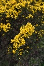 Yellow Furze Bush Blooming Among Thorny Evergreen Shrubs