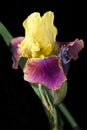 Yellow and Fuschia Bearded Iris on Black Royalty Free Stock Photo