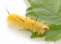 Yellow fuzzy caterpillar Royalty Free Stock Photo