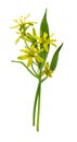 Yellow Gagea lutea flowers, bud and leaves in a small bouquet isolated on white