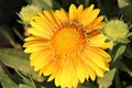 Yellow Gaillardia Flower Bloom Close-up Royalty Free Stock Photo