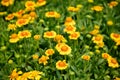 Yellow Gaillardia flower blossom in spring season Royalty Free Stock Photo