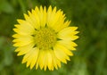 Yellow gaillardia flower Royalty Free Stock Photo