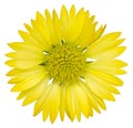 Yellow gaillardia flower isolated Royalty Free Stock Photo