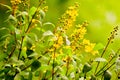 Yellow Galphimia or Gold Shower flower Thryallis glauca Kuntze