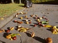 leaf, picking, bag, autumn, chestnut