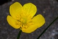 Yellow garden botter flower close up Royalty Free Stock Photo