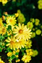 Yellow Garden daisy Flowers in bloom covered in rain drops Royalty Free Stock Photo