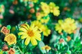 Yellow Garden daisy Flowers in bloom covered in rain drops Royalty Free Stock Photo