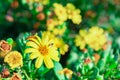 Yellow Garden daisy Flowers in bloom covered in rain drops Royalty Free Stock Photo